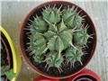 euphorbia